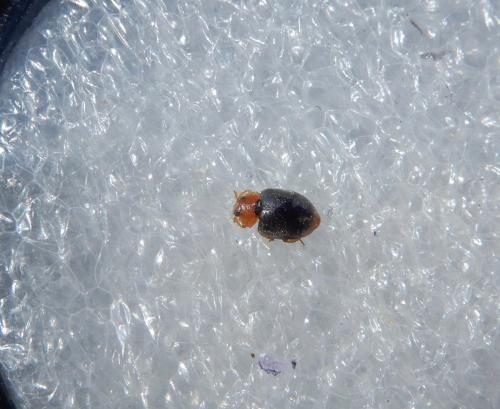 Scymnus ferrugatus